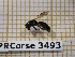  ( - BC-LPRCorse3493)  @11 [ ] Copyright (2019) Rodolphe Rougerie Museum national d'Histoire naturelle, Paris