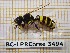  ( - BC-LPRCorse3494)  @13 [ ] Copyright (2019) Rodolphe Rougerie Museum national d'Histoire naturelle, Paris
