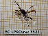  ( - BC-LPRCorse3522)  @11 [ ] Copyright (2019) Rodolphe Rougerie Museum national d'Histoire naturelle, Paris