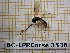  ( - BC-LPRCorse3536)  @12 [ ] Copyright (2019) Rodolphe Rougerie Museum national d'Histoire naturelle, Paris