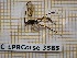  ( - BC-LPRCorse3585)  @11 [ ] Copyright (2019) Rodolphe Rougerie Museum national d'Histoire naturelle, Paris