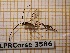  ( - BC-LPRCorse3586)  @11 [ ] Copyright (2019) Rodolphe Rougerie Museum national d'Histoire naturelle, Paris