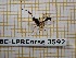  ( - BC-LPRCorse3592)  @11 [ ] Copyright (2019) Rodolphe Rougerie Museum national d'Histoire naturelle, Paris
