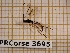  ( - BC-LPRCorse 3695)  @11 [ ] Copyright (2019) Rodolphe Rougerie Research Collection of Rodolphe Rougerie