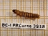  ( - BC-LPRCorse 3918)  @11 [ ] Copyright (2019) Rodolphe Rougerie Research Collection of Rodolphe Rougerie