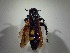  ( - BC-LPRCorse1946)  @11 [ ] Copyright (2019) Romain Le Divelec Museum national d'Histoire naturelle, Paris