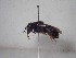  (Megachile albocristata - BC-LPRCorse1973)  @11 [ ] Copyright (2019) Romain Le Divelec Museum national d'Histoire naturelle, Paris