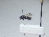  (Hylaeus mariannae - BC-LPRCorse 0777)  @11 [ ] Copyright (2020) Romain Le Divelec Museum national d'Histoire naturelle