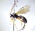  ( - BC-LPRCorse2135)  @11 [ ] Copyright (2019) Claire Villemant Museum national d'Histoire naturelle, Paris