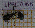  ( - LPRC7068)  @11 [ ] Copyright (2020) Quentin Rome Museum national d'Histoire naturelle