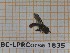  (Paragus bradescui - BC-LPRCorse1835)  @11 [ ] Copyright (2020) Thomas Lebard Unspecified