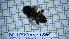  (Eristalinus megacephalus - BC-LPRCorse1864)  @11 [ ] Copyright (2020) Thomas Lebard Unspecified