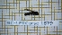  (Paragus ascoensis - BC-LPRCorse1879)  @11 [ ] Copyright (2020) Thomas Lebard Unspecified