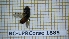  (Paragus romanicus - BC-LPRCorse1885)  @11 [ ] Copyright (2020) Thomas Lebard Unspecified