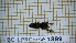  ( - BC-LPRCorse1889)  @11 [ ] Copyright (2020) Thomas Lebard Unspecified