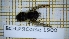  ( - BC-LPRCorse1900)  @11 [ ] Copyright (2020) Thomas Lebard Unspecified