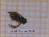  (Chrysotoxum cisalpinum - BC-LPRCorse4869)  @11 [ ] by-sa - Creative Commons - Attribution Share-Alike (2043) Rodolphe Rougerie Museum national d'Histoire naturelle
