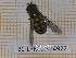  ( - BC-LPRCorse4922)  @11 [ ] by-sa - Creative Commons - Attribution Share-Alike (2096) Rodolphe Rougerie Museum national d'Histoire naturelle