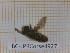  ( - BC-LPRCorse4927)  @11 [ ] by-sa - Creative Commons - Attribution Share-Alike (2101) Rodolphe Rougerie Museum national d'Histoire naturelle