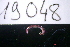  (Siphonotidae - 19048-CAEC)  @11 [ ] Creative Commons (2025) Mathieu Coulis Research Collection of Mathieu Coulis