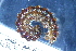  ( - 18896-CARABIN)  @11 [ ] Creative Commons (2025) Mathieu Coulis Research Collection of Mathieu Coulis