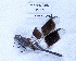  ( - BC-LPRIG-0042)  @11 [ ] CC-By (2025) Rodolphe Rougerie MNHN