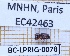 ( - BC-LPRIG-0078)  @11 [ ] CC-By (2025) Rodolphe Rougerie MNHN