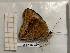  (Junonia zonalis swifti - BC-LPRIG-1827)  @11 [ ] CC-By (2025) Rodolphe Rougerie MNHN
