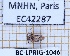  ( - BC-LPRIG-1046)  @11 [ ] CC-By (2025) Rodolphe Rougerie MNHN
