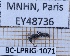  ( - BC-LPRIG-1071)  @11 [ ] CC-By (2025) Rodolphe Rougerie MNHN