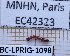  ( - BC-LPRIG-1098)  @11 [ ] CC-By (2025) Rodolphe Rougerie MNHN