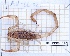  (Isometrus - BC-LPRIG-1126)  @11 [ ] CC-By (2025) Rodolphe Rougerie MNHN
