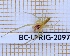  (Lyssomanes michael - BC-LPRIG-2097)  @11 [ ] CC-By (2025) Rodolphe Rougerie MNHN