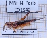  (Orphulella punctata - BC-LPRIG-2361)  @11 [ ] CC-By (2025) Rodolphe Rougerie MNHN