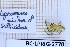  (Lyssomanes michae - BC-LPRIG-2778)  @11 [ ] CC-By (2025) Rodolphe Rougerie MNHN