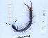  (Scolopendra morsitans - BC-LPRIG-2804)  @11 [ ] CC-By (2025) Rodolphe Rougerie MNHN