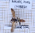  (Polistes crinitus - BC-LPRIG-3166)  @11 [ ] CC-By (2025) Rodolphe Rougerie MNHN