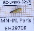  (Dilobopterus - BC-LPRIG-3217)  @11 [ ] CC-By (2025) Rodolphe Rougerie MNHN