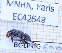 ( - BC-LPRIG-6010)  @11 [ ] CC-By (2025) Rodolphe Rougerie MNHN