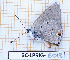  (Strymon bubastus - BC-LPRIG-6018)  @11 [ ] CC-By (2025) Rodolphe Rougerie MNHN