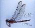  (Orthemis macrostigma - BC-LPRIG-6021)  @11 [ ] CC-By (2025) Rodolphe Rougerie MNHN