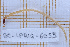  ( - BC-LPRIG-6053)  @11 [ ] CC-By (2025) Rodolphe Rougerie MNHN