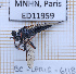  (Efferia nigrimystaceus - BC-LPRIG-6118)  @11 [ ] CC-By (2025) Rodolphe Rougerie MNHN