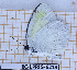  (Eurema elathea elathea - BC-LPRIG-6214)  @11 [ ] CC-By (2025) Rodolphe Rougerie MNHN