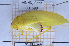  ( - BC-LPRIG-6220)  @11 [ ] CC-By (2025) Rodolphe Rougerie MNHN