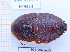  (Hemiblabera granulata - BC-LPRIG-6225)  @11 [ ] CC-By (2025) Rodolphe Rougerie MNHN