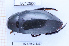  ( - BC-LPRIG-6227)  @11 [ ] CC-By (2025) Rodolphe Rougerie MNHN