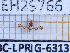  ( - BC-LPRIG-6313)  @11 [ ] CC-By (2025) Rodolphe Rougerie MNHN