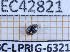  (Diomus thoracius - BC-LPRIG-6321)  @11 [ ] CC-By (2025) Rodolphe Rougerie MNHN