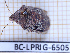  ( - BC-LPRIG-6505)  @11 [ ] CC-By (2025) Rodolphe Rougerie MNHN